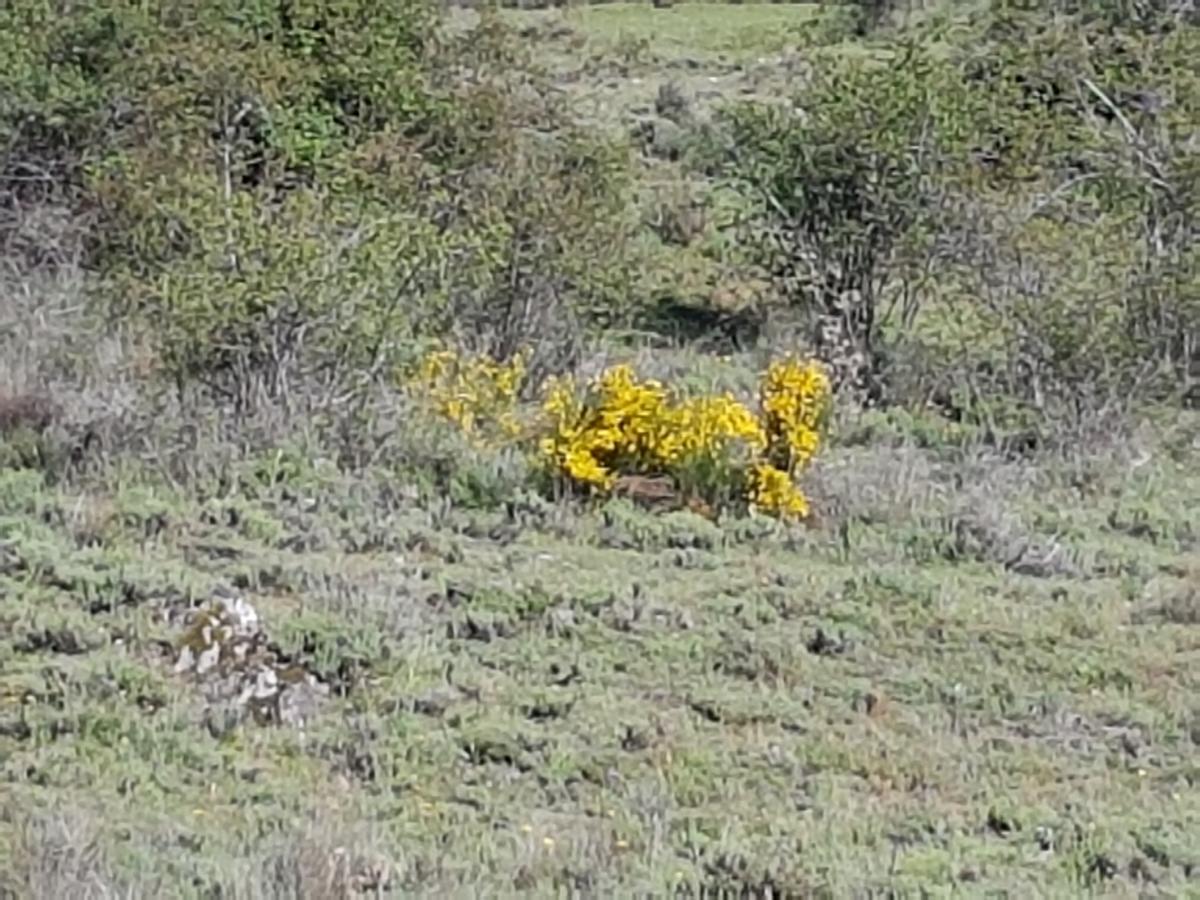 La Posada De Horcajuelo Horcajuelo de la Sierra المظهر الخارجي الصورة