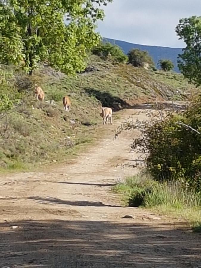 La Posada De Horcajuelo Horcajuelo de la Sierra المظهر الخارجي الصورة